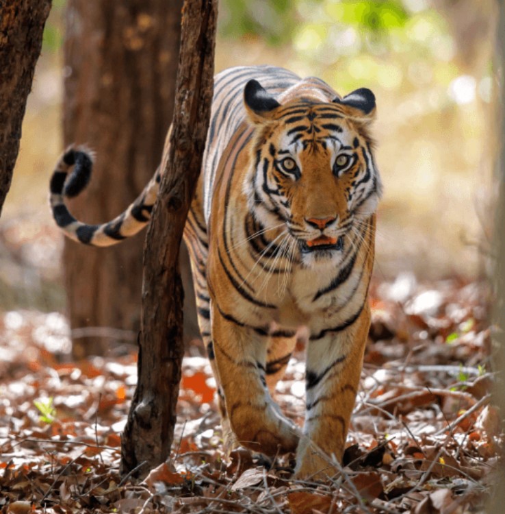 Bandhavgarh National Park