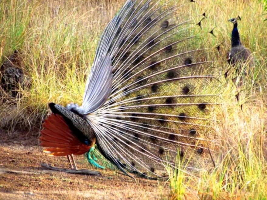 Kanha National Park